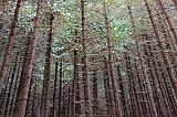 Snow-Topped Pine Grove_11741